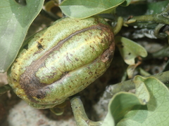 Aristolochia lutescens