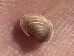 Cyzicus