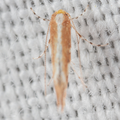 Cameraria quercivorella