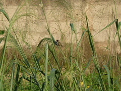 Spermestes cucullata