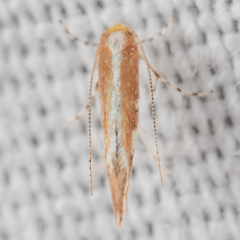 Cameraria quercivorella