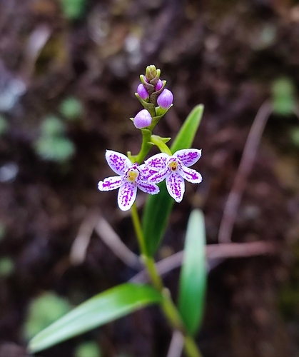 Fringed Epidendrum