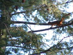 Sciurus nayaritensis