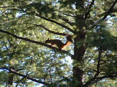 Sciurus nayaritensis