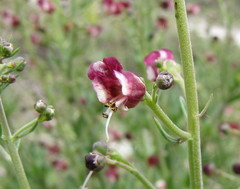 Scrophularia cretacea