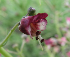 Scrophularia cretacea
