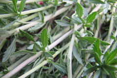 Scrophularia cretacea