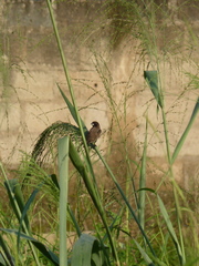 Spermestes cucullata