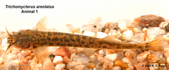 Trichomycterus areolatus