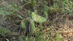 Opuntia × columbiana