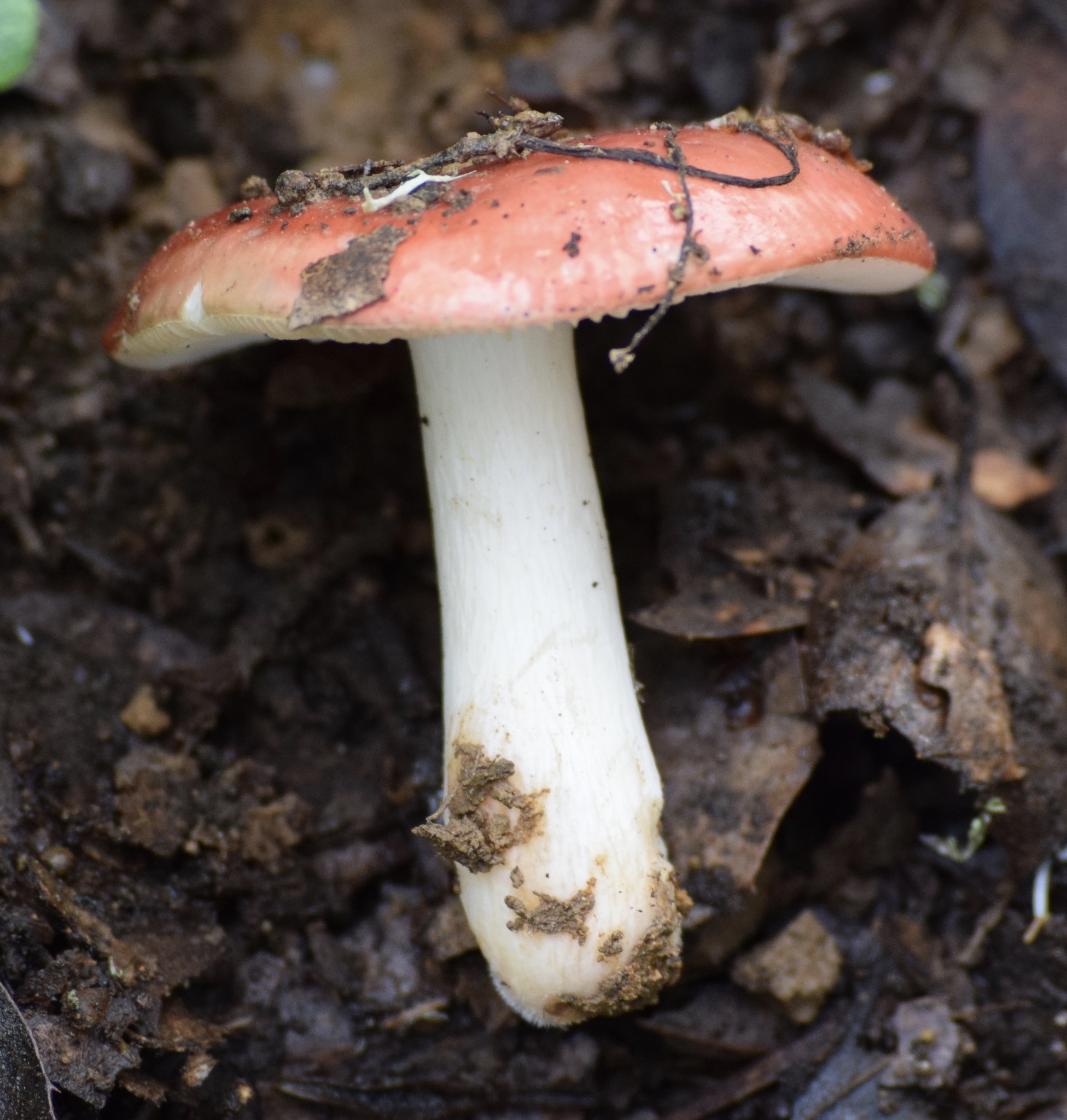 Russula cremoricolor image