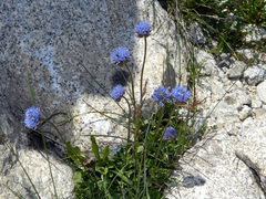 Jasione laevis