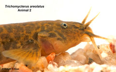 Trichomycterus areolatus