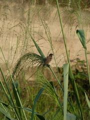 Spermestes cucullata