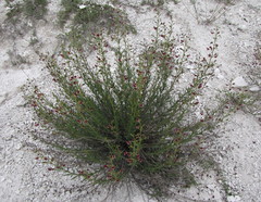 Scrophularia cretacea