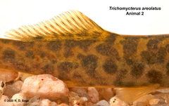 Trichomycterus areolatus
