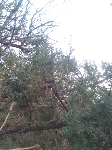 Grecian juniper (Juniperus excelsa)