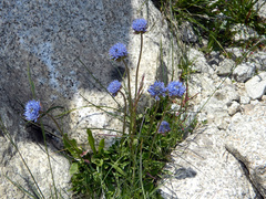 Jasione laevis