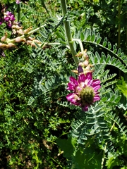 Astragalus brauntonii