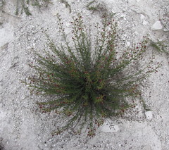 Scrophularia cretacea