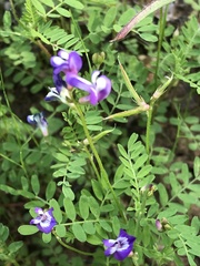 Astragalus leptocarpus