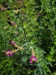 Astragalus brauntonii