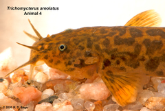 Trichomycterus areolatus