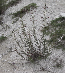 Scrophularia cretacea