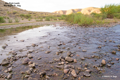 Trichomycterus areolatus