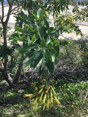 Nicotiana glauca