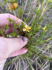 Hypericum fasciculatum, photograph (c) James Hardee, some rights reserved (CC BY)