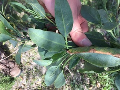 Nicotiana glauca