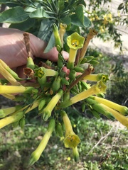 Nicotiana glauca