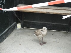 Larus argentatus argentatus