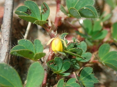 Chamaecrista kunthiana