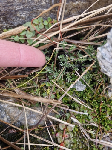 Leptinella pectinata, photograph 2