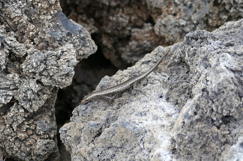 Mottled Snake-eyed Skink, Cryptoblepharus poecilopleurus