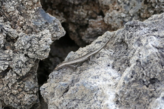 Cryptoblepharus poecilopleurus