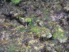 Haematopus ostralegus