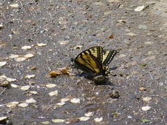 Papilio canadensis