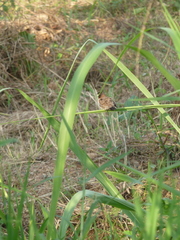 Spermestes cucullata