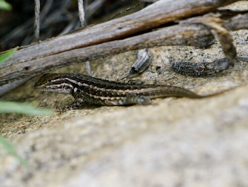 iNaturalist observation photo of Common Sagebrush Lizard