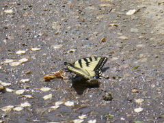 Papilio canadensis