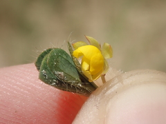 Chamaecrista kunthiana