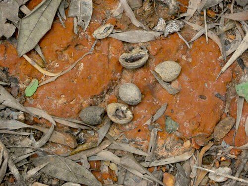 Elaeocarpus bancroftii, photograph 4