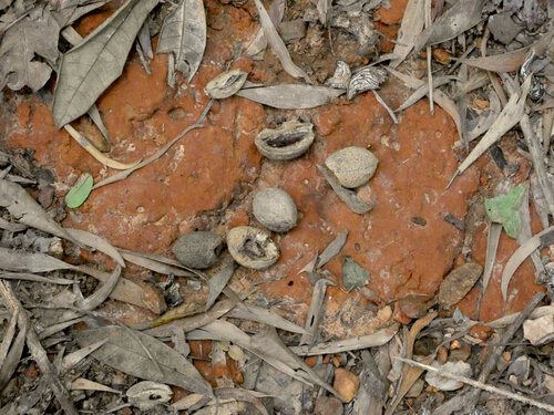 Elaeocarpus bancroftii, photograph 5