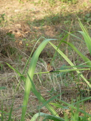 Spermestes cucullata