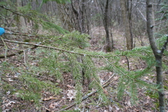 Picea glauca glauca