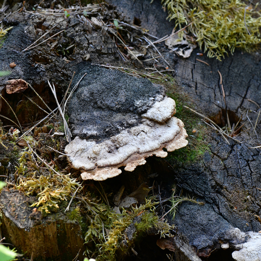 Osmoporus odoratus · April 2026 · photo: © josip56 (iNaturalist, cc-by)