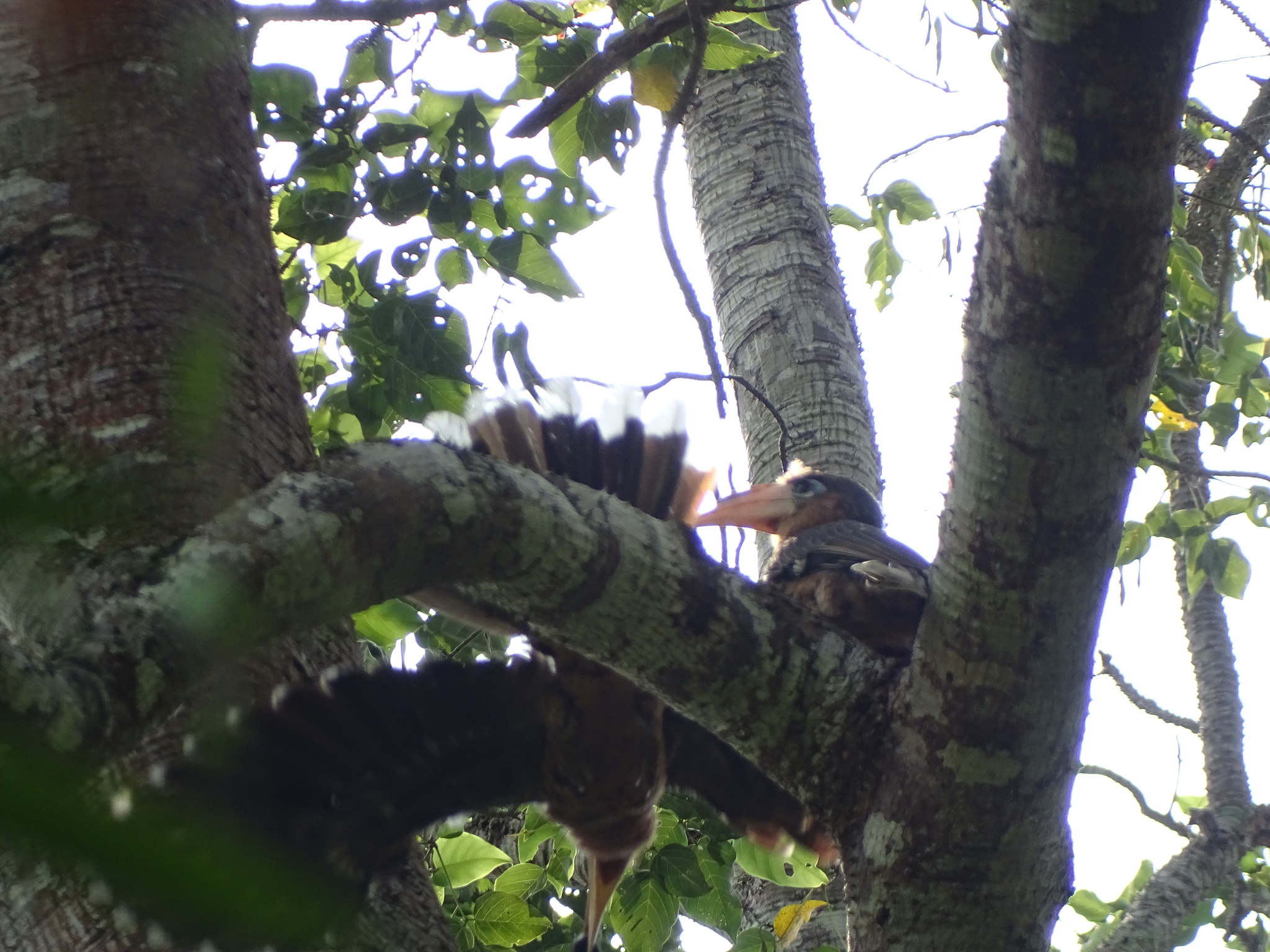 Tickell's Brown Hornbill (Anorrhinus tickelli), photo 3